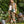 Load image into Gallery viewer, Bunny of the Botanica Scarf
