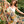 Load image into Gallery viewer, Bunny of the Botanica Scarf
