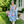 Load image into Gallery viewer, Italian Garden Floral Linen Dress

