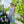 Load image into Gallery viewer, Italian Garden Floral Linen Dress
