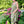 Load image into Gallery viewer, Italian Garden Floral Linen Dress

