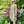 Load image into Gallery viewer, Italian Garden Floral Linen Dress
