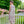 Load image into Gallery viewer, Italian Garden Floral Linen Dress
