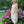 Load image into Gallery viewer, Italian Garden Floral Linen Dress
